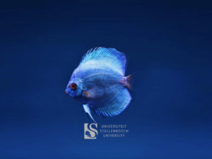 Applied Biology of Aquaculture Species