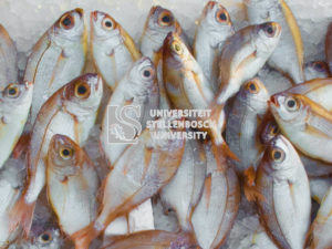 Fish Disease and Health Management
